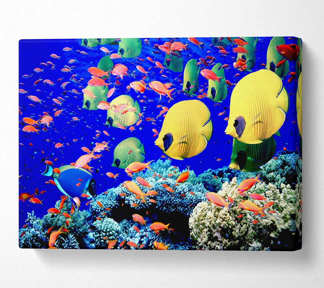  A Canvas Print of Life Below The Red Sea Egypt Canvas Print