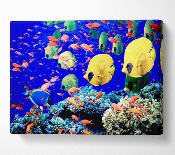  A Canvas Print of Life Below The Red Sea Egypt Canvas Print