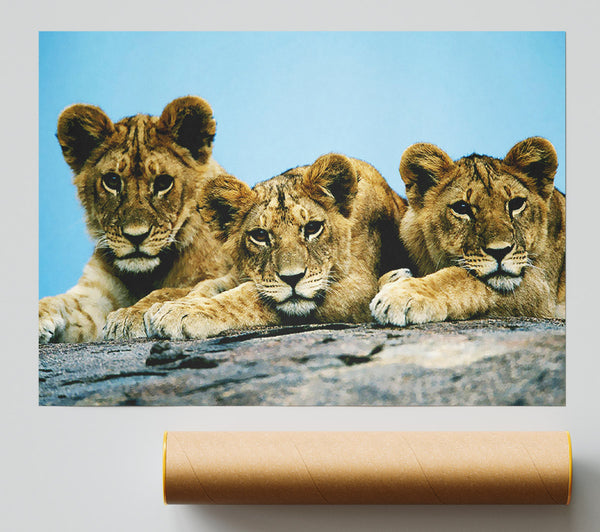 Lion Cub Trio Poster