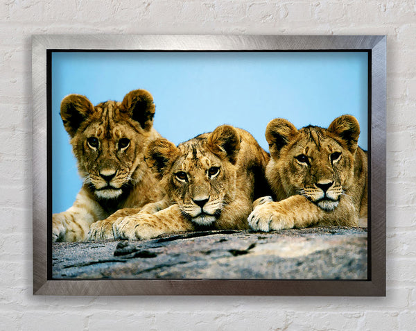 Lion Cub Trio Framed Print