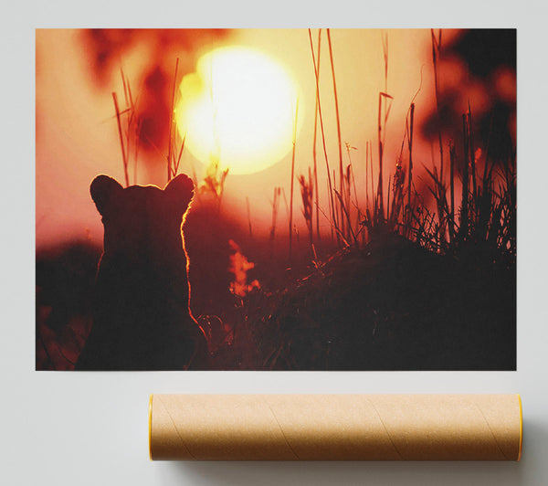 Lion Cub Watching The Sun Go Down Print