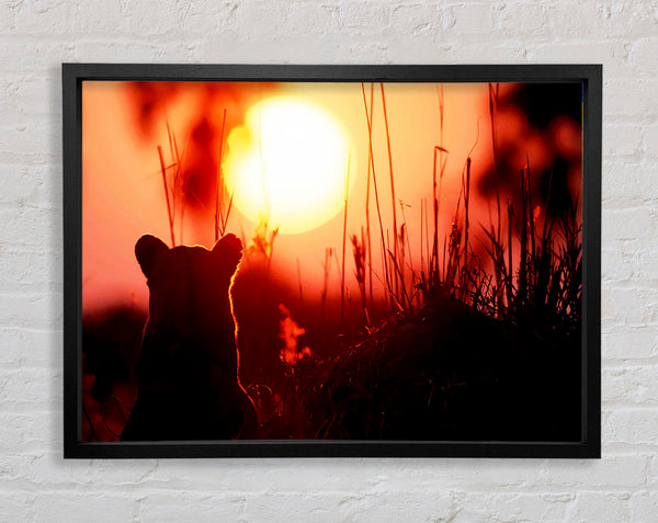 Lion Cub Watching The Sun Go Down Framed Print