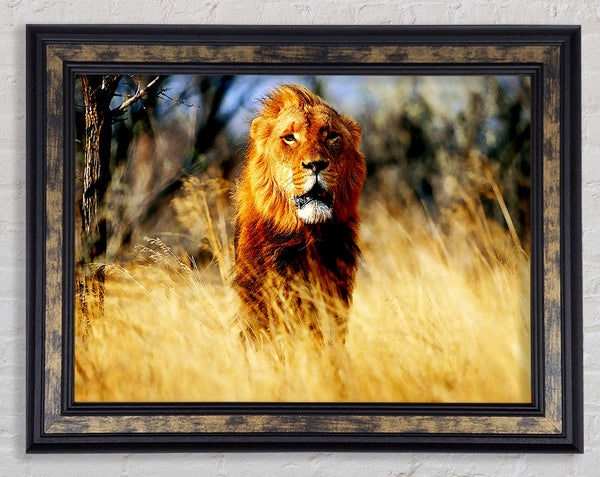 Lion Jungle Framed Print