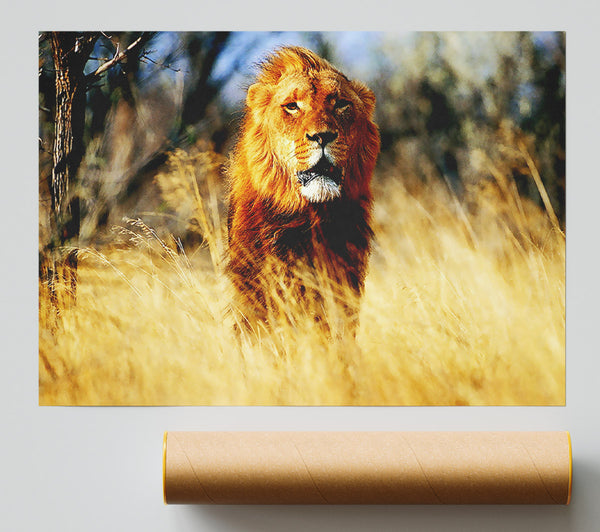 Lion Jungle Giclee Print