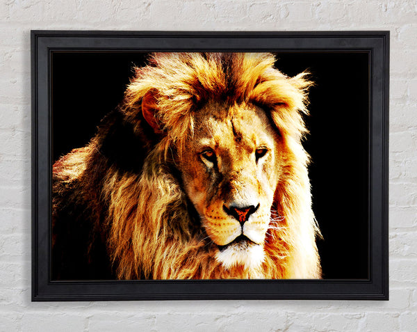 Lion Mane Framed Print