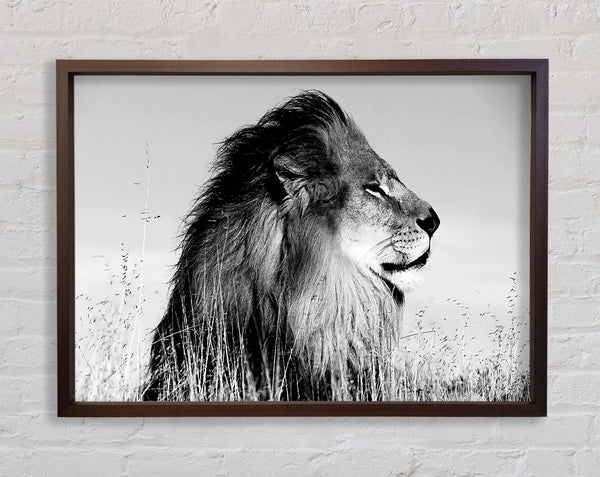 Lion On Watch Black n White Framed Print