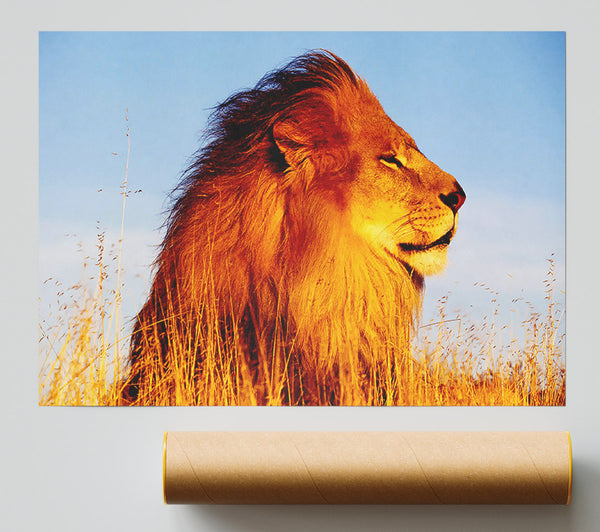 Lion On Watch Poster