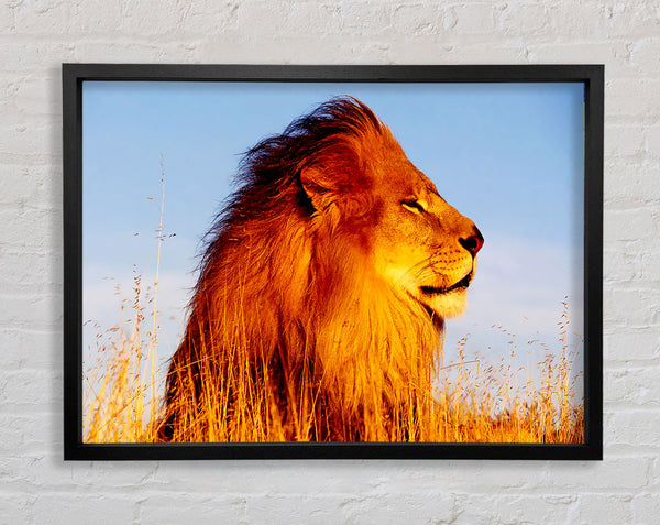 Lion On Watch Framed Print