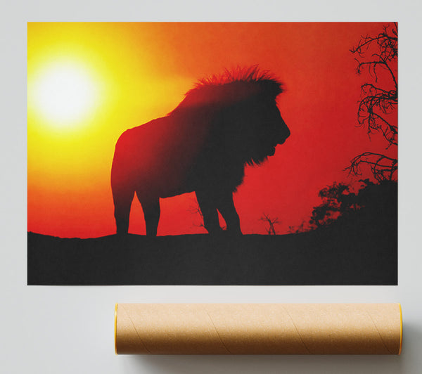 Lion Sunset Print