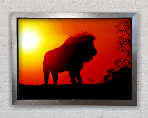 Lion Sunset Framed Print