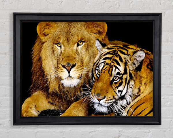 Lion Tiger Love Framed Print