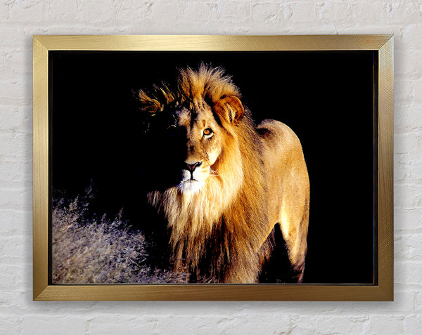 Lion Watch Framed Print