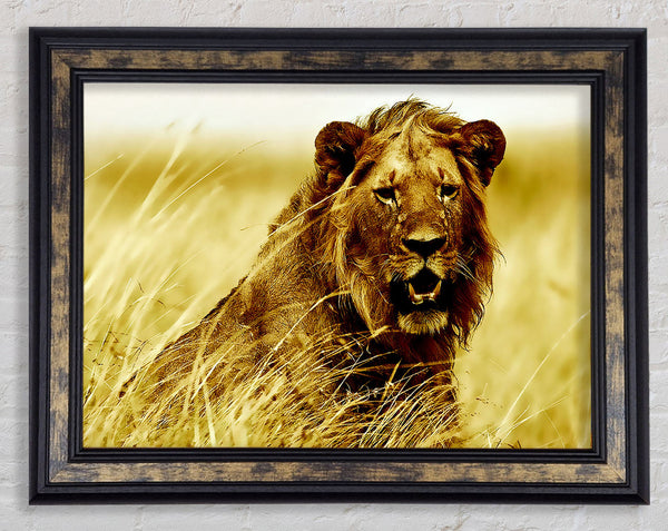 Lion Watching Out For Dinner Framed Print