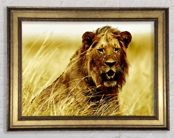 Lion Watching Out For Dinner Framed Print