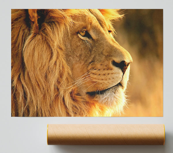 Lion Poster