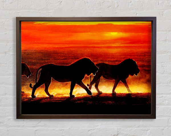 Lions On The Hunt Framed Print