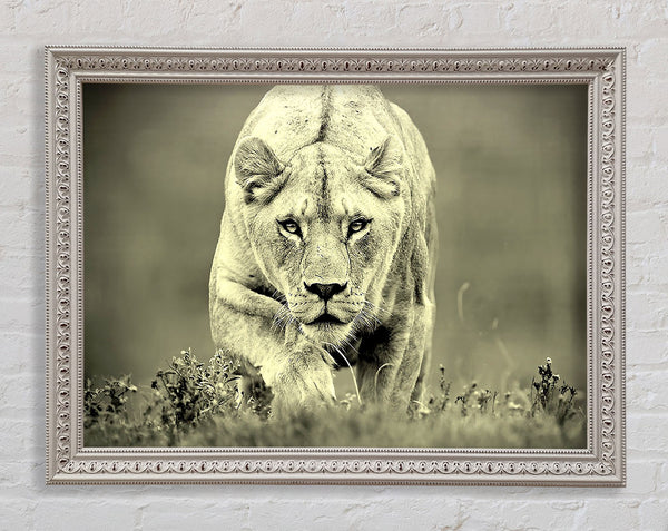 Lioness Hunting Framed Print