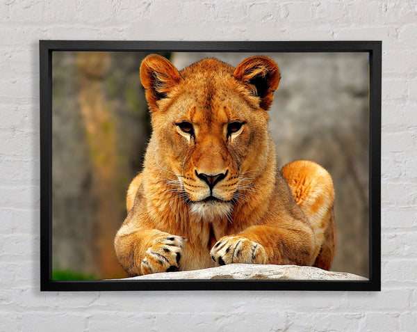 Lioness Watch Framed Print