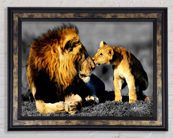 Lions Family Pride Framed Print