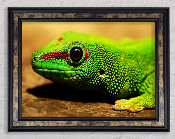 Lizard Face Framed Print