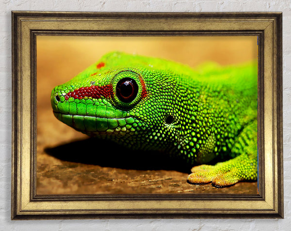 Lizard Face Framed Print