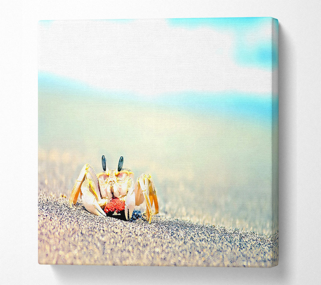  A Canvas Print of Lonely Crab Canvas Print
