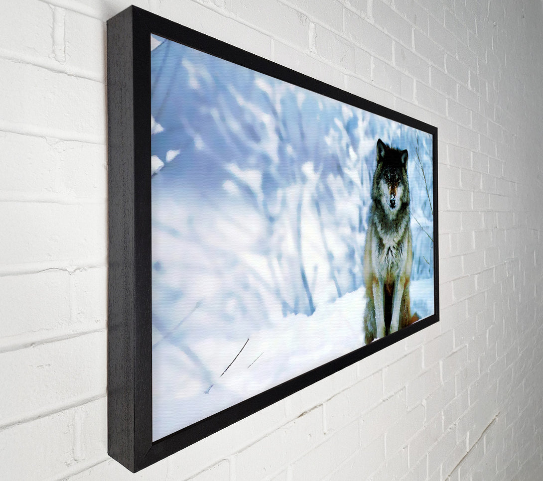  A Canvas Print of Lonsome Wolf Canvas Art