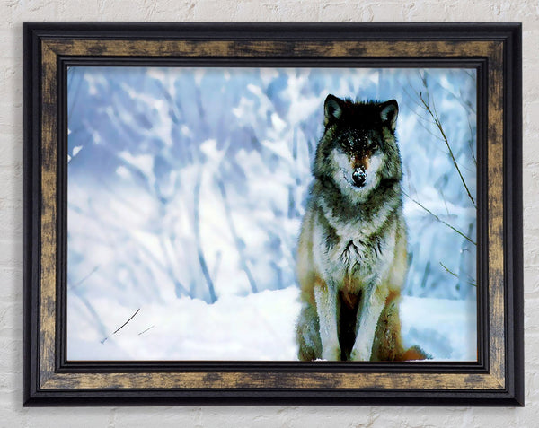 Lonsome Wolf Framed Print