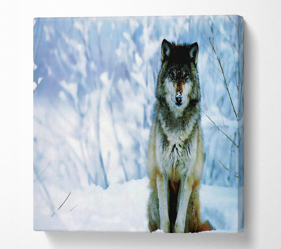  A Canvas Print of Lonsome Wolf Canvas Art