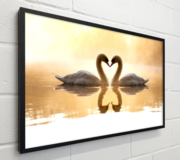 Loving Swans