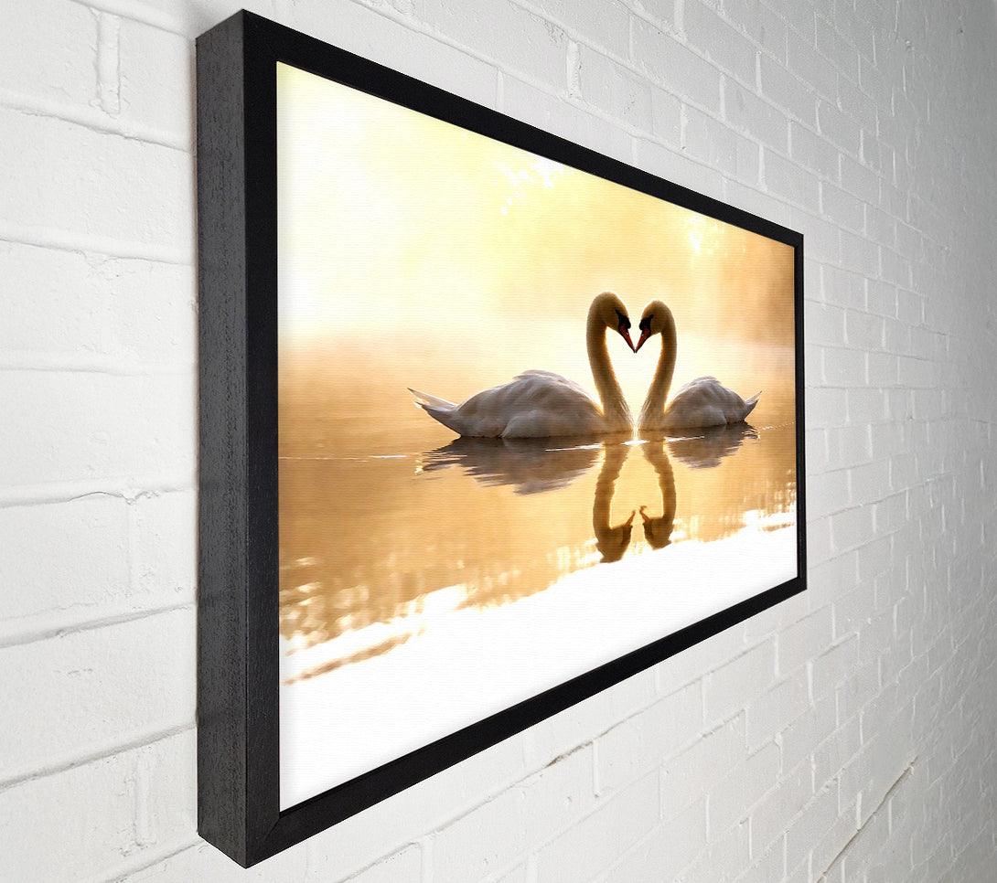  A Canvas Print of Loving Swans Canvas Print