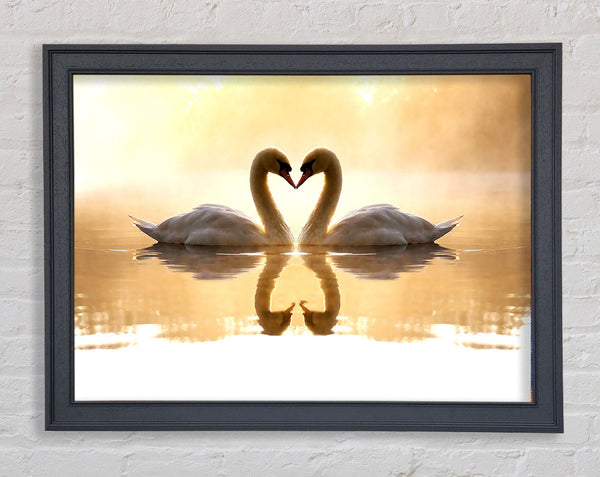 Loving Swans Framed Print