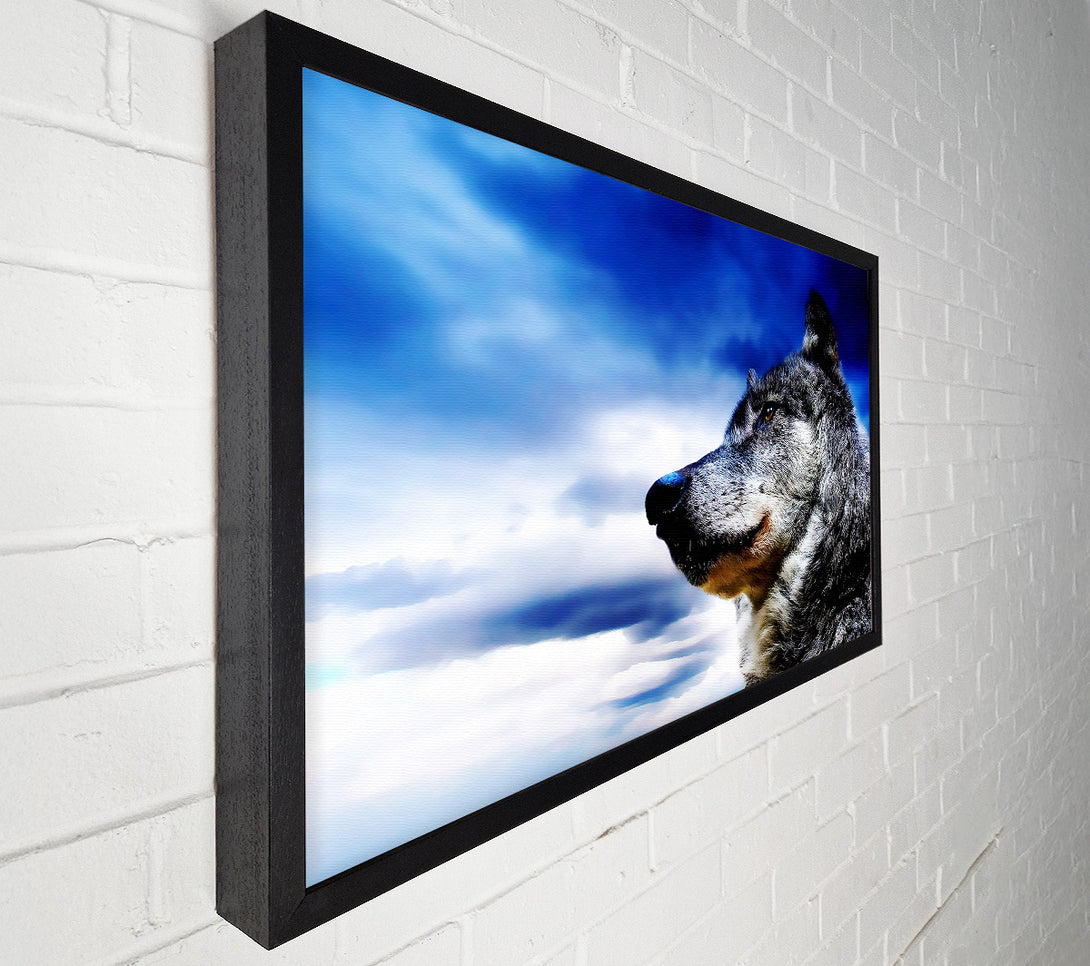  A Canvas Print of Magnificant Wolf Canvas Print