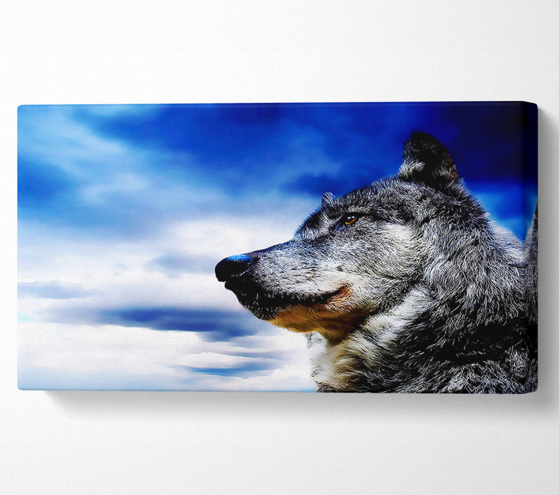  A Canvas Print of Magnificant Wolf Canvas Print