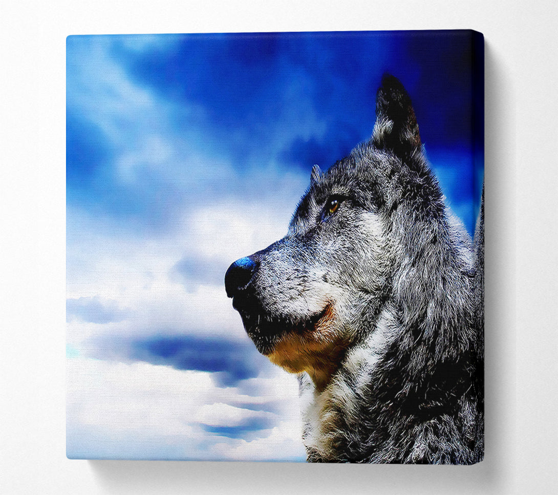  A Canvas Print of Magnificant Wolf Canvas Print