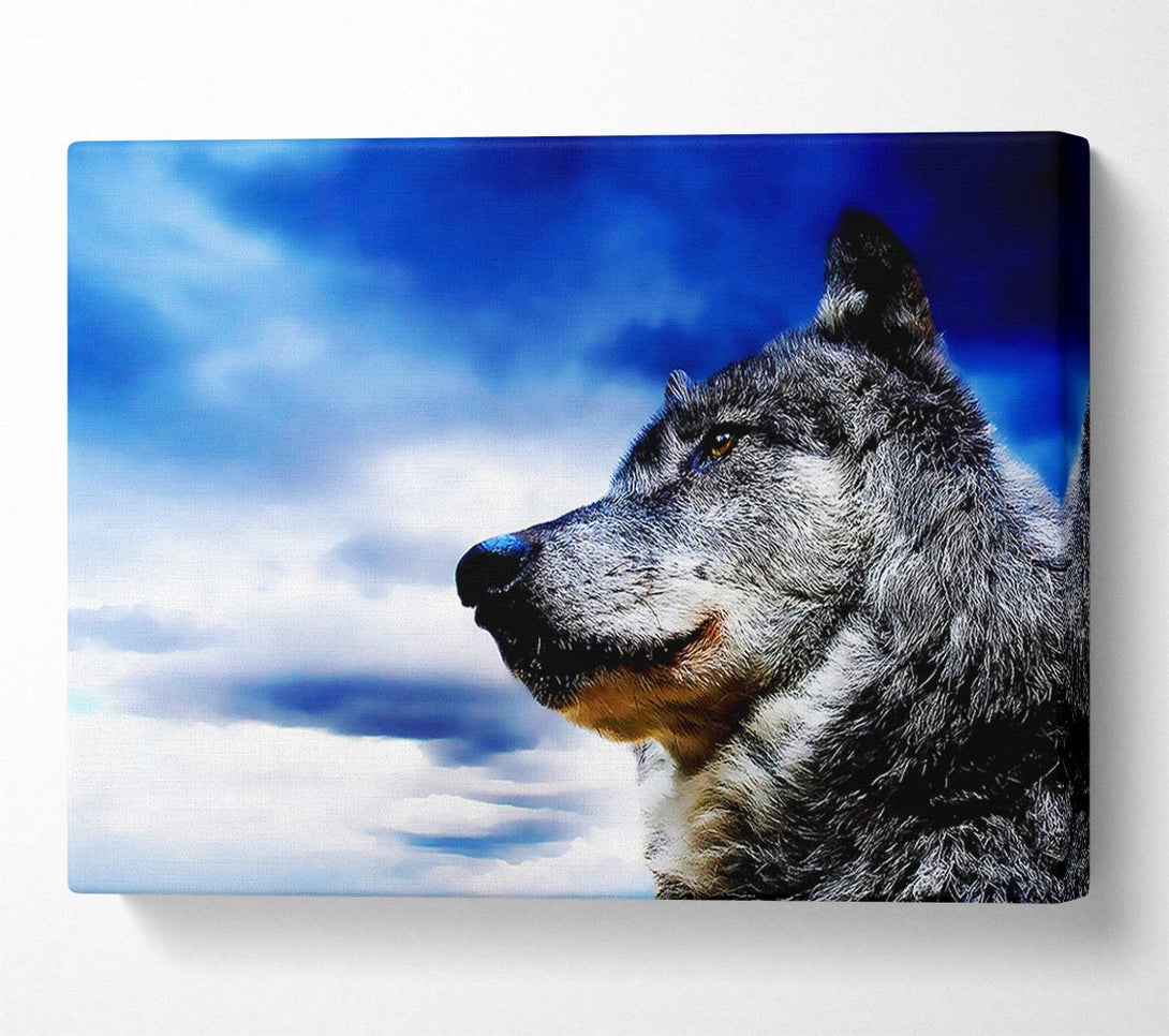  A Canvas Print of Magnificant Wolf Canvas Print