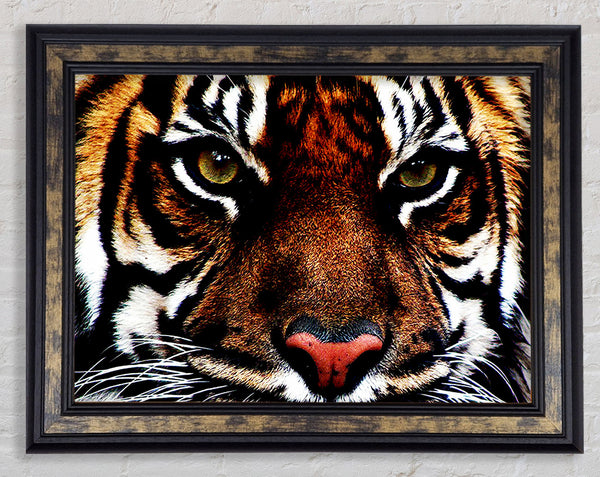 Male Tiger Face Framed Print