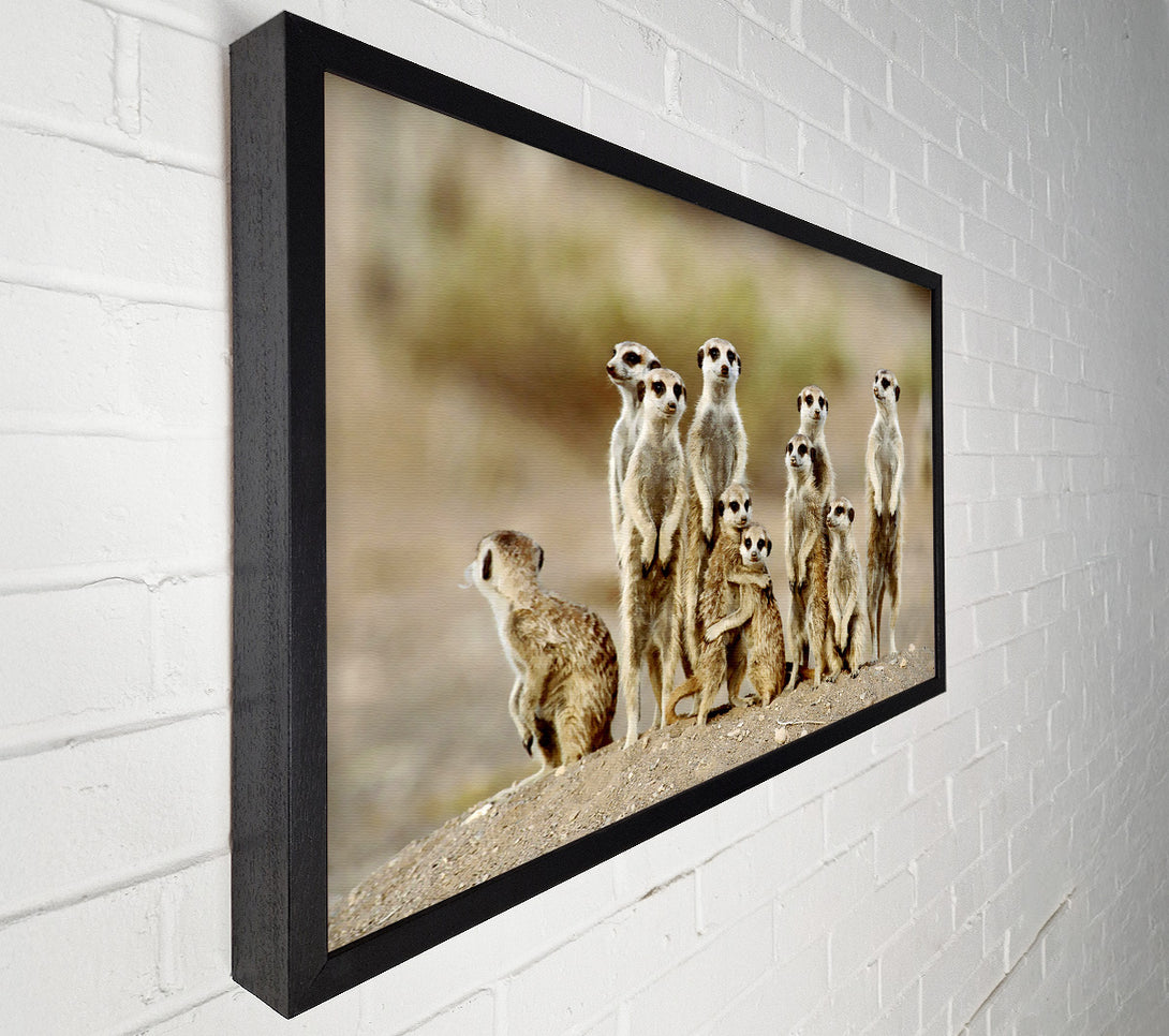  A Canvas Print of Meerkat Family Canvas Print