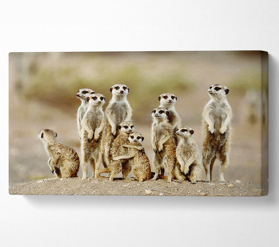 A Canvas Print of Meerkat Family Canvas Print