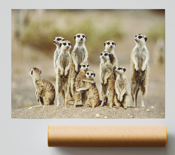 Meerkat Family Poster