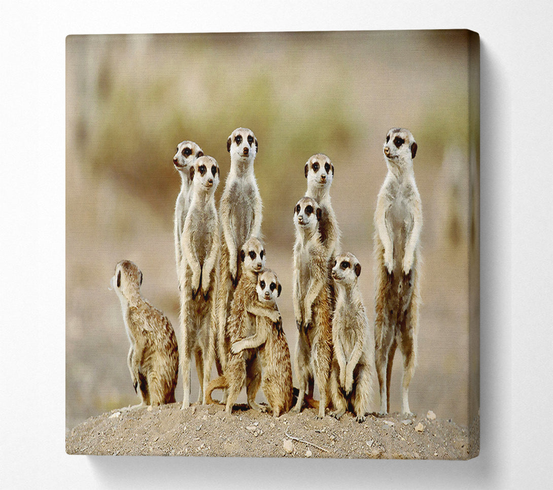  A Canvas Print of Meerkat Family Canvas Print