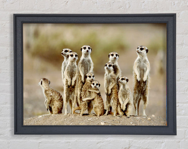 Meerkat Family Framed Print