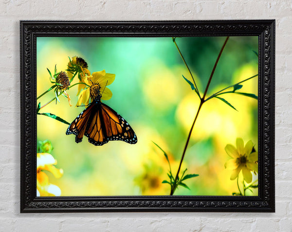Monarch Butterfly On A Yellow Flower Framed Print