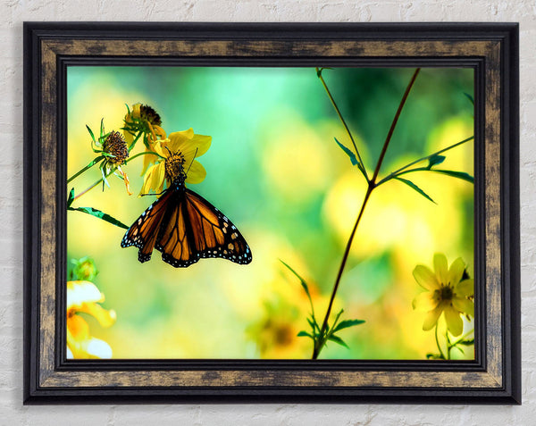 Monarch Butterfly On A Yellow Flower Framed Print