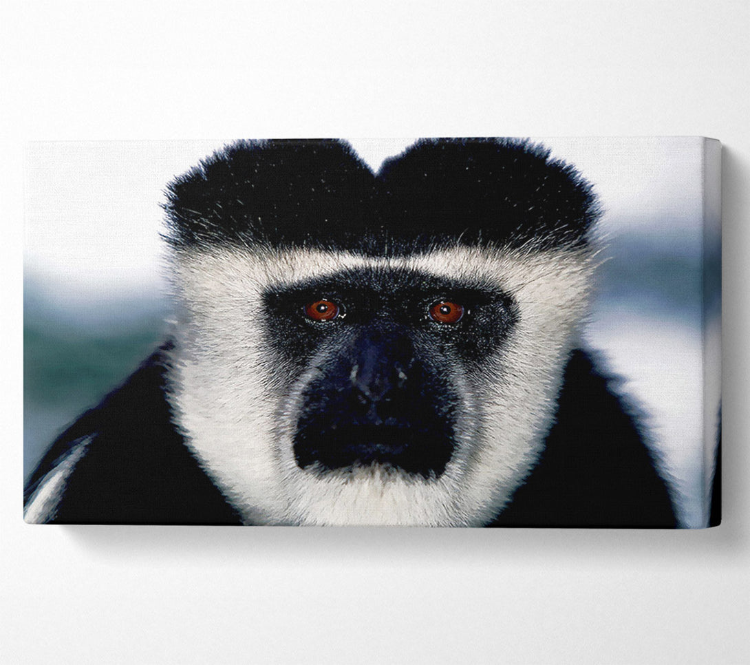  A Canvas Print of Monkey Face Canvas Art
