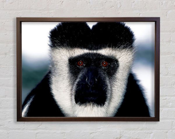 Monkey Face Framed Print