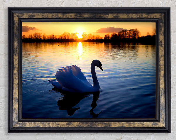Lonely Swan Framed Print