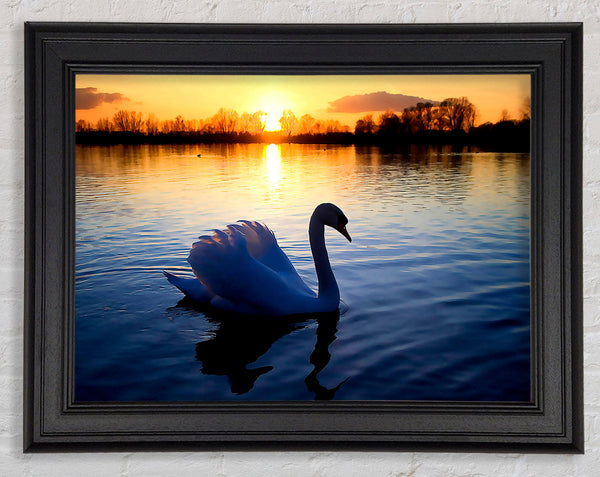 Lonely Swan Framed Print