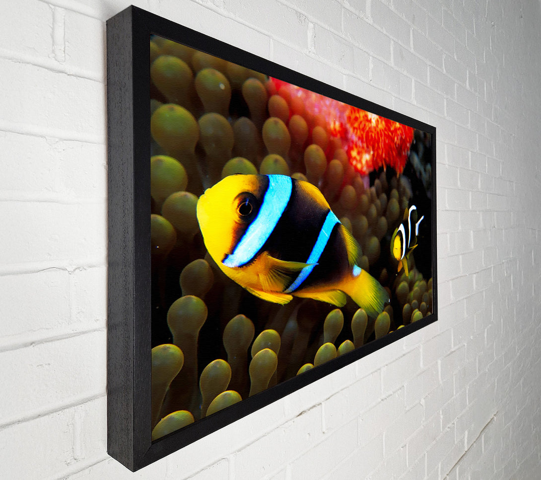  A Canvas Print of Neon Clown Fish Canvas Wall Art