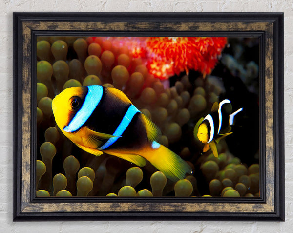 Neon Clown Fish